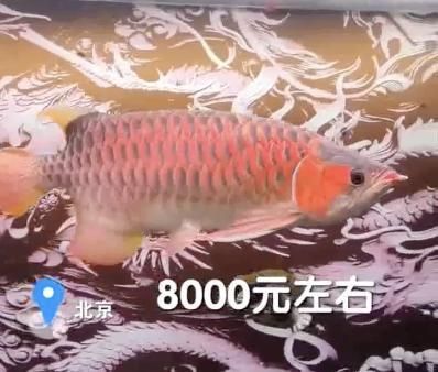 紅龍魚喂蝦仁行嗎（紅龍魚可以吃蝦仁嗎，紅龍魚喂養(yǎng)時需要注意什么）
