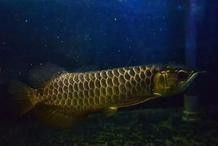 龍魚剛回來趴缸了