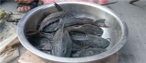 招財貓魚苗飼料品牌推薦，招財貓魚苗飼料品牌排行榜海豚(porpoise)底棲魚飼料成分分析