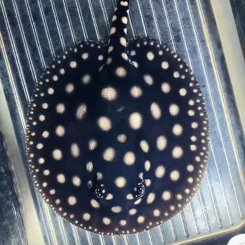 龍魚配魚圖片大全大圖視頻