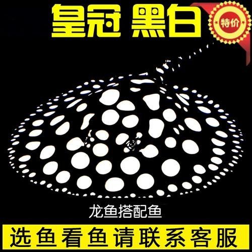 龍魚配魚圖片大全大圖視頻