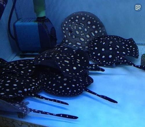 龍魚配魚圖片大全大圖視頻