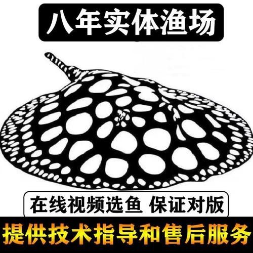 龍魚配魚圖片大全大圖視頻