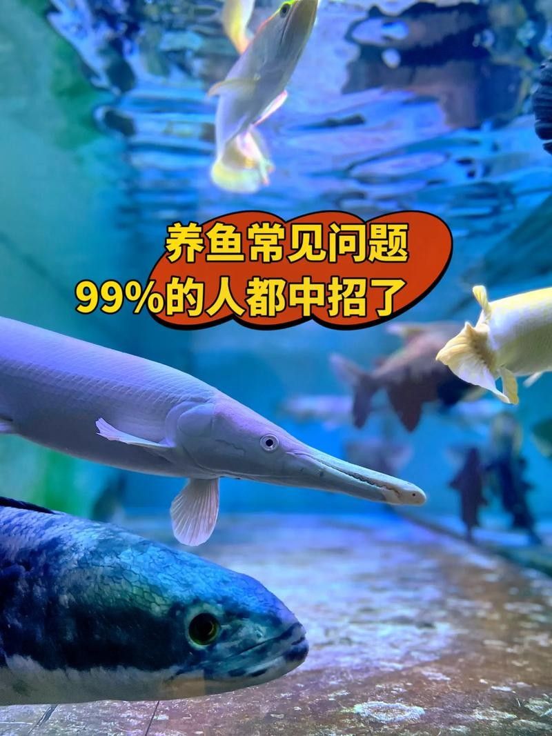 龍魚配魚圖片大全大圖視頻