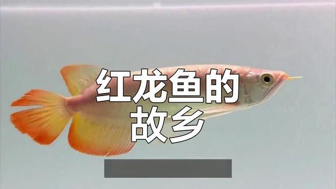 紅龍魚生長在哪里視頻