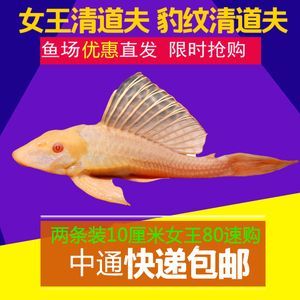 龍魚吞食女王魚的影響（如果龍魚吃掉了女王魚，可能會對水族生態平衡產生影響）