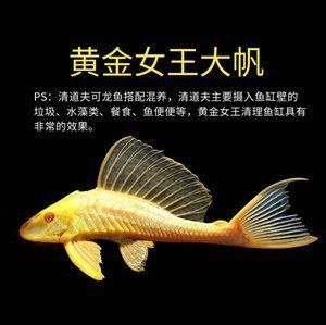 龍魚吞食女王魚的影響（如果龍魚吃掉了女王魚，可能會對水族生態平衡產生影響）