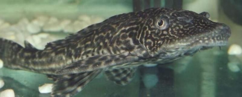 龍魚缸里清道夫死了（關(guān)于“龍魚缸里清道夫死了”的查詢，當(dāng)前無法直接提供信息）