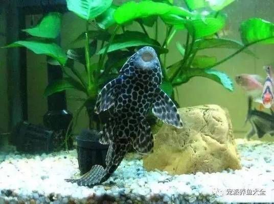 龍魚缸里清道夫死了（關(guān)于“龍魚缸里清道夫死了”的查詢，當(dāng)前無法直接提供信息）