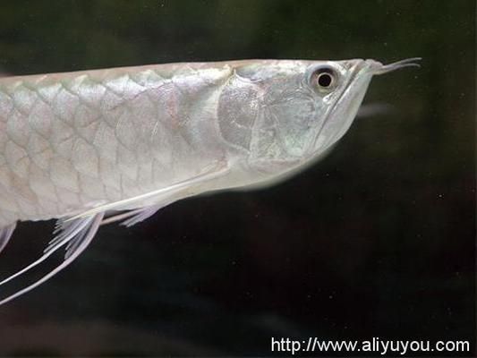 好的銀龍魚價格多少錢一條，銀龍魚價格大致在50元至500元一條之間如何辨別銀龍魚
