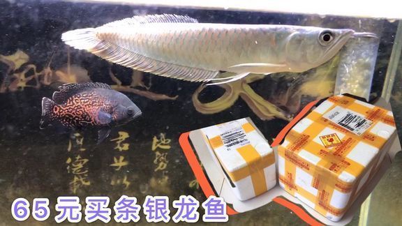 好的銀龍魚價格多少錢一條，銀龍魚價格大致在50元至500元一條之間如何辨別銀龍魚