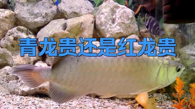 觀賞魚青龍魚