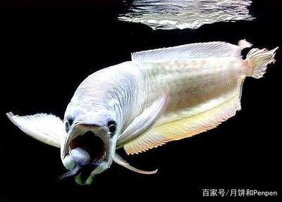龍魚藥什么牌子的好一點：sera龍魚藥使用心得分享