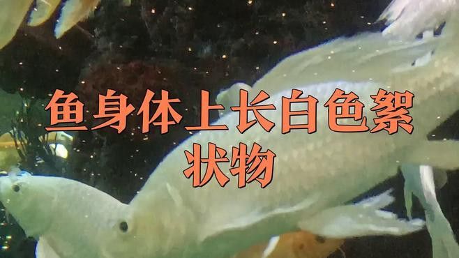 如何預防銀龍魚白絮病？