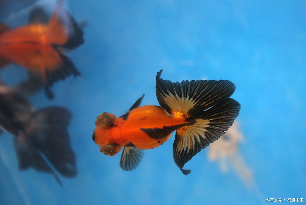 如何預防銀龍魚白絮??？