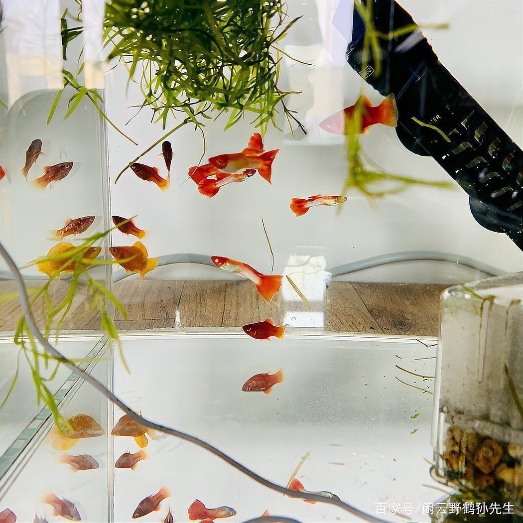 養(yǎng)魚口訣一三五七
