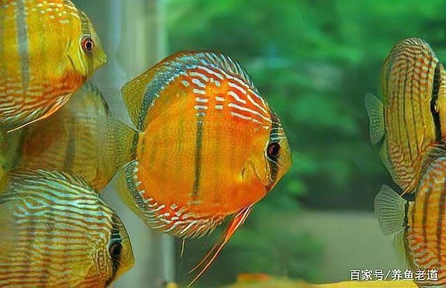 養魚口訣一三五七