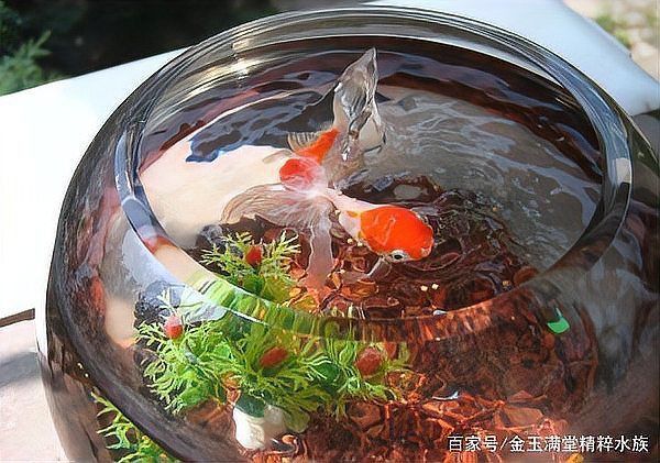 養(yǎng)魚口訣一三五七