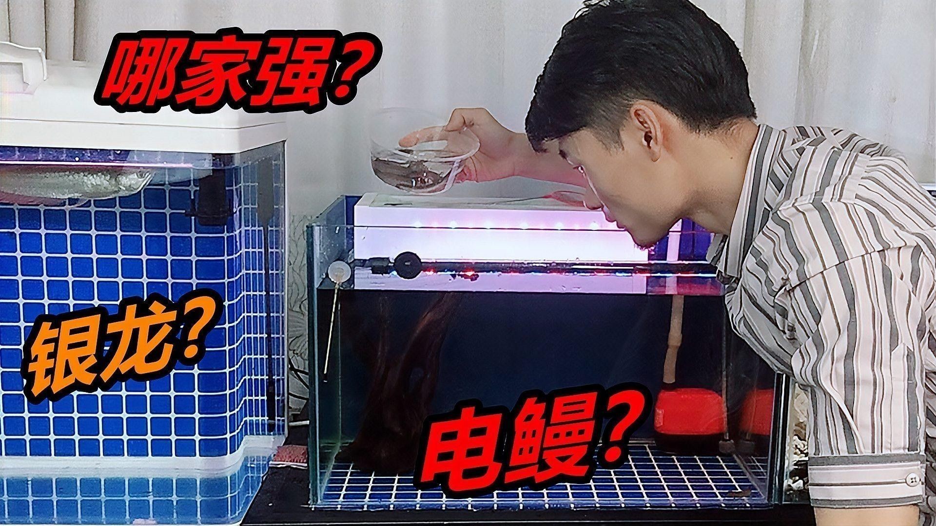 銀龍魚(yú)的好壞區(qū)別