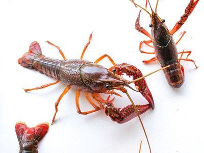 龍魚可以吃青蝦，但在喂食過程中需要注意青蝦的頻率：龍魚可以吃青蝦