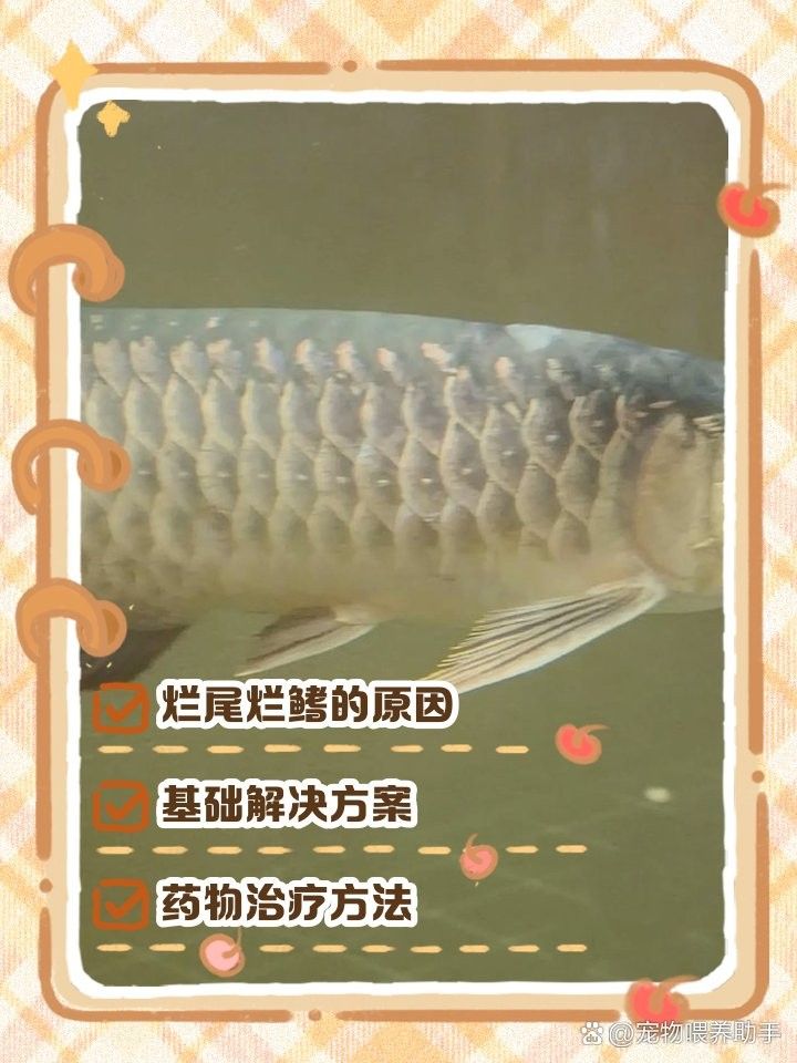 龍魚爛鰭好轉后如何護理