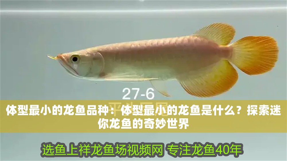 體型最小的龍魚品種：體型最小的龍魚是什么？探索迷你龍魚的奇妙世界