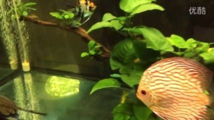龍魚(yú)開(kāi)缸需要多久時(shí)間：龍魚(yú)開(kāi)缸需要多久時(shí)間可以從幾天到一個(gè)月不等
