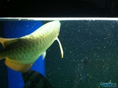 龍魚(yú)開(kāi)缸需要多久時(shí)間：龍魚(yú)開(kāi)缸需要多久時(shí)間可以從幾天到一個(gè)月不等