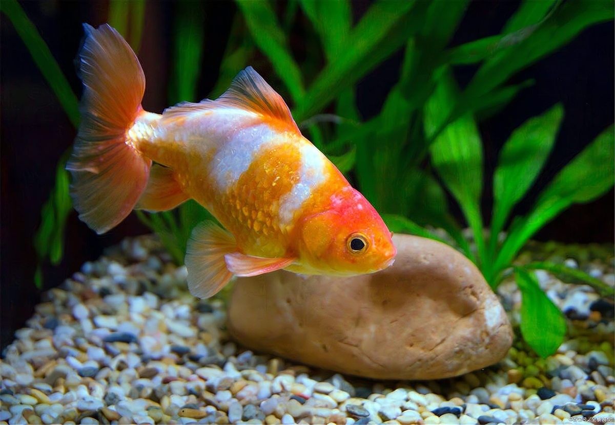 金龍魚眼上有白點是怎么回事圖片視頻