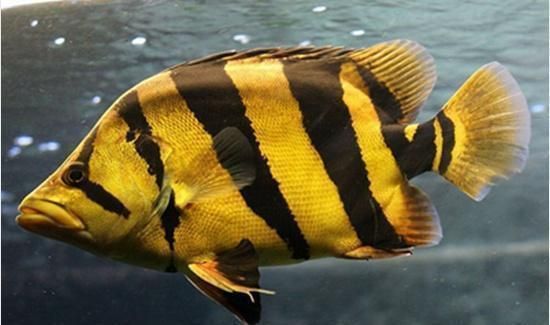 虎魚混養環境要求詳解，虎魚混養水草選擇指南