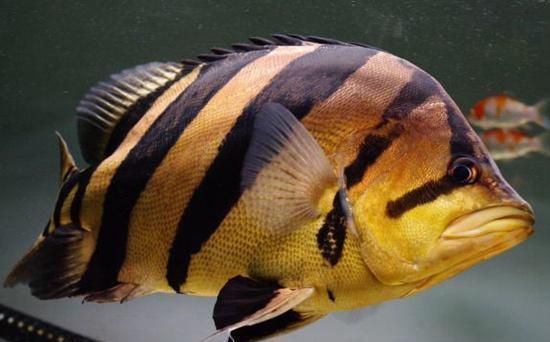 虎魚混養環境要求詳解，虎魚混養水草選擇指南