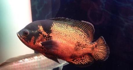 龍魚白色糞便是什么病癥：龍魚白色糞便是什么病癥龍魚白色糞便是什么病癥