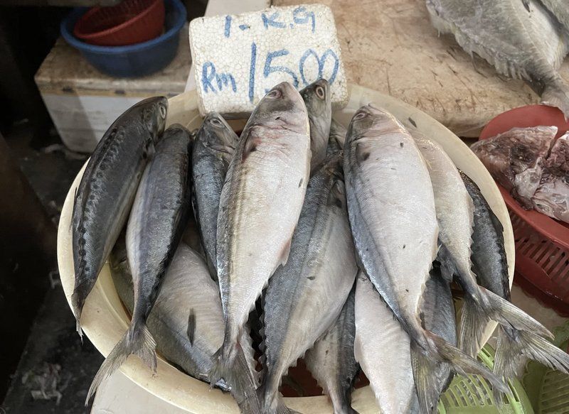 馬來(lái)西亞的魟魚(yú)多少錢一斤