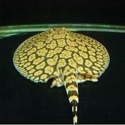 馬來(lái)西亞的魟魚(yú)多少錢一斤