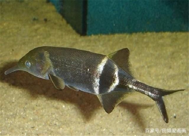 象鼻魚混養食物搭配指南：象鼻魚混養需要注意的細節