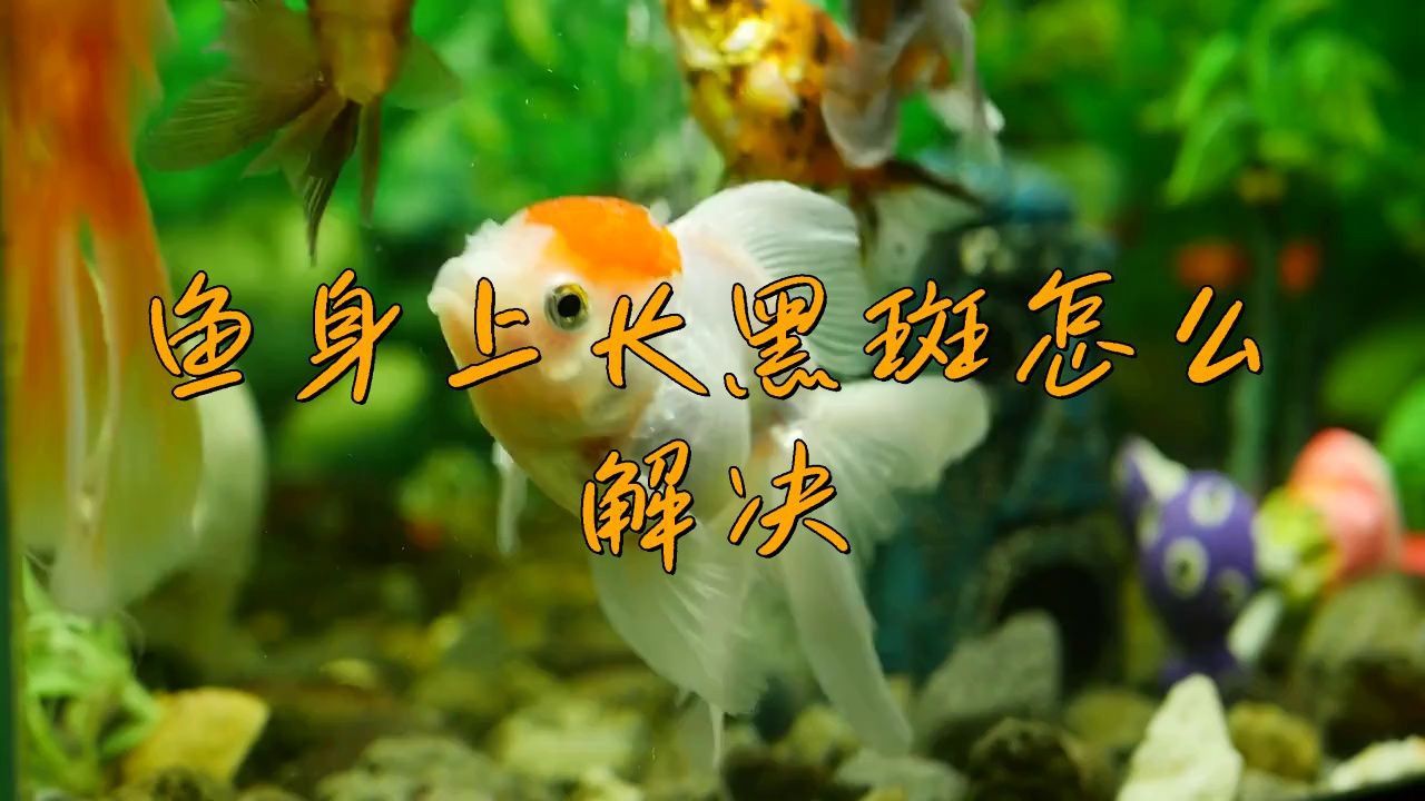 如何預防魚黑色霉斑的再次發生？
