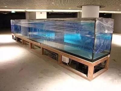 養龍魚用什么缸性價比高些：養龍魚用什么缸性價比高