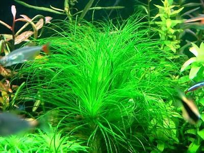 龍魚可以養水草嗎，需要注意的是：龍魚可以養水草嗎，但需要注意的是
