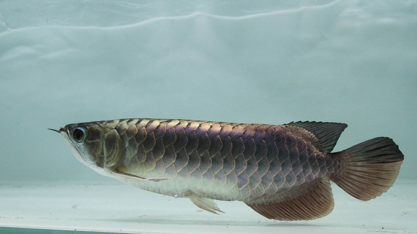 龍魚張嘴呼吸鰓蓋張開：龍魚張嘴呼吸和鰓蓋張開