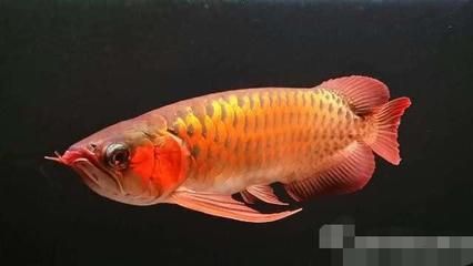 品相好的金龍魚價格貴嗎多少錢（金龍魚市場供需趨勢金龍魚市場供需趨勢分享金龍魚市場供需趨勢）