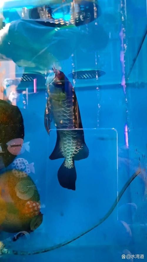 青龍魚圖片大全大圖高清壁紙