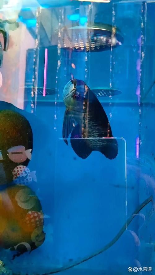青龍魚圖片大全大圖高清壁紙