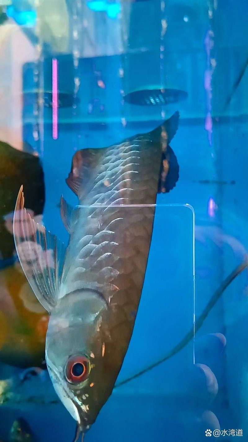 青龍魚圖片大全大圖高清壁紙