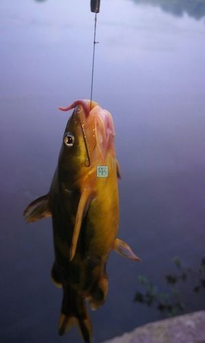 青龍魚圖片大全大圖高清壁紙
