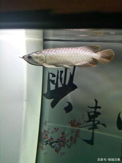 青龍魚圖片大全大圖高清壁紙
