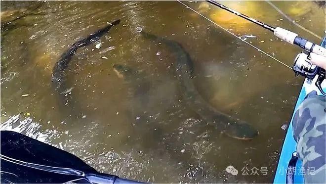 青龍魚圖片大全大圖高清壁紙