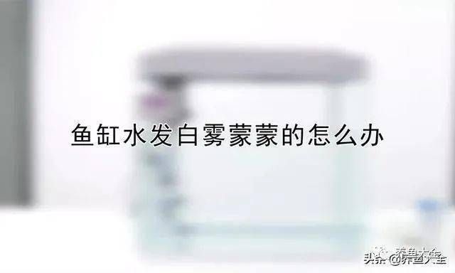 金龍魚(yú)用什么魚(yú)缸：養(yǎng)金龍魚(yú)的注意事項(xiàng)