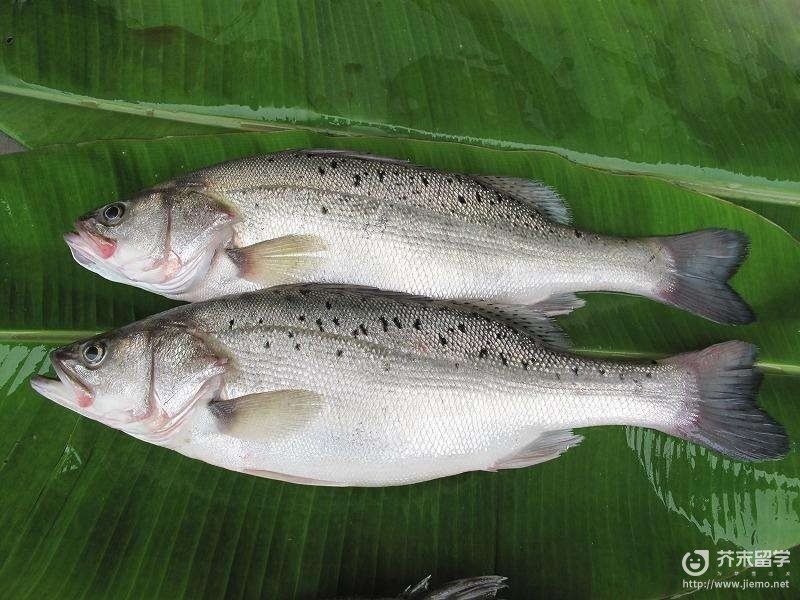美國大眼班魚是什么品種