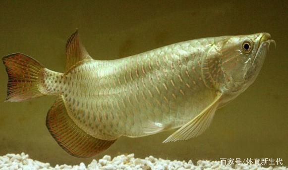 龍魚長什么樣子啊：如何辨別龍魚的品種，龍魚的生活習(xí)性探究