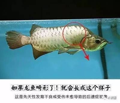龍魚長什么樣子啊：如何辨別龍魚的品種，龍魚的生活習性探究